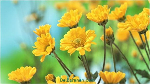  عکس گل های زیبا برای پروفایل