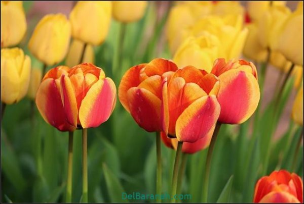  عکس گل های زیبا برای پروفایل