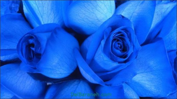  عکس گل های زیبا برای پروفایل