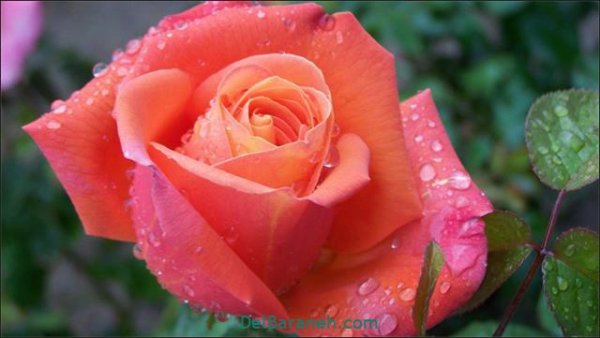  عکس گل های زیبا برای پروفایل