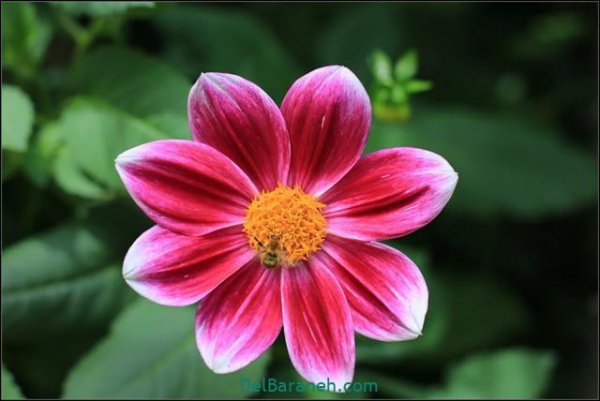  عکس گل های زیبا برای پروفایل