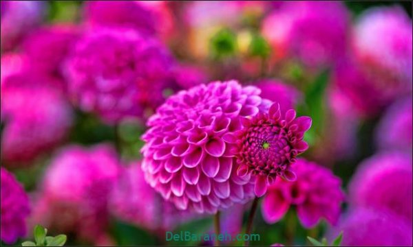  عکس گل های زیبا برای پروفایل