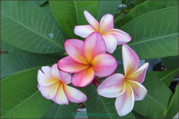  عکس گل های زیبا برای پروفایل