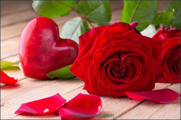  عکس گل های زیبا برای پروفایل