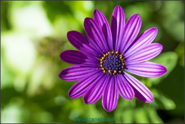  عکس گل های زیبا برای پروفایل