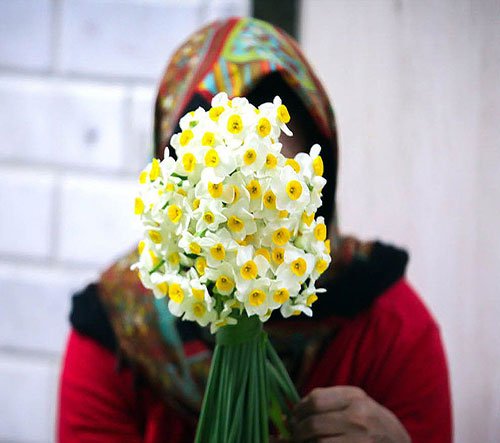  عکس گل نرگس برای استوری