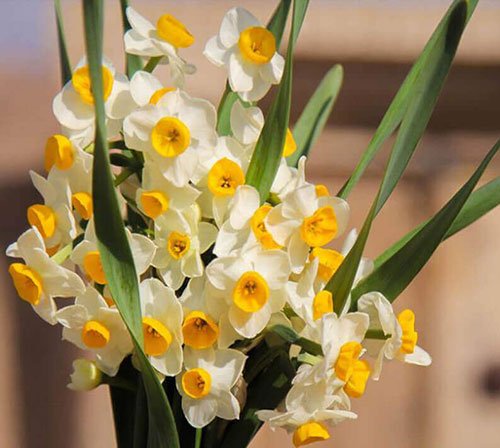  عکس گل نرگس برای استوری