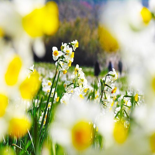  عکس گل نرگس برای استوری