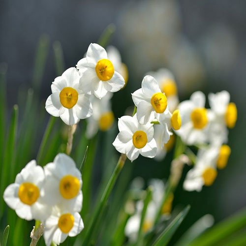  عکس گل نرگس برای استوری