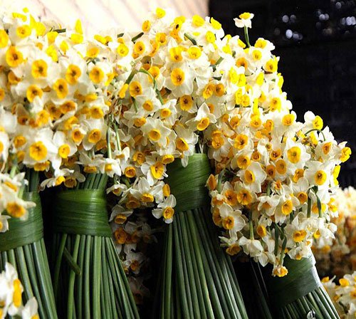  عکس گل نرگس برای استوری