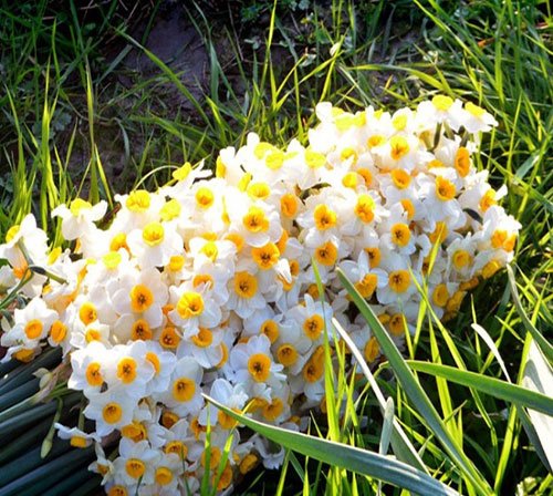  عکس گل نرگس برای استوری