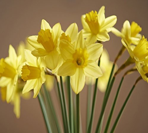  عکس گل نرگس برای استوری