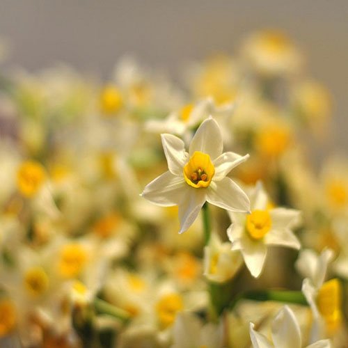  عکس گل نرگس برای استوری