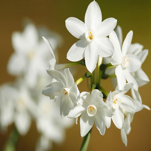  عکس گل نرگس برای استوری