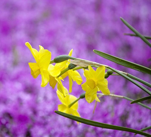  عکس گل نرگس برای استوری