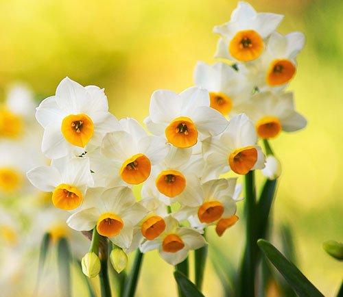  عکس گل نرگس برای استوری