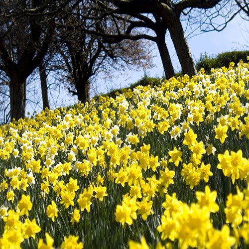  عکس گل نرگس برای پروفایل ایتا