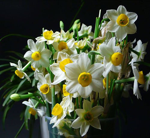  عکس گل نرگس برای پروفایل ایتا