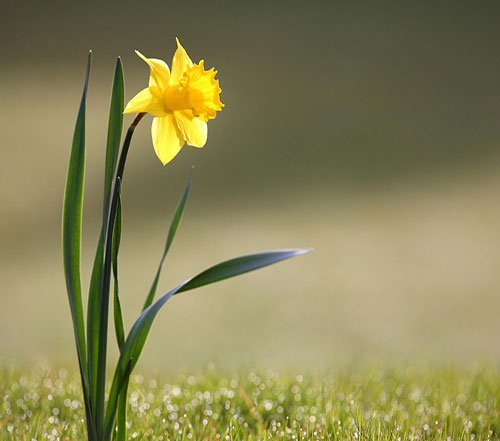  عکس گل نرگس برای پروفایل ایتا