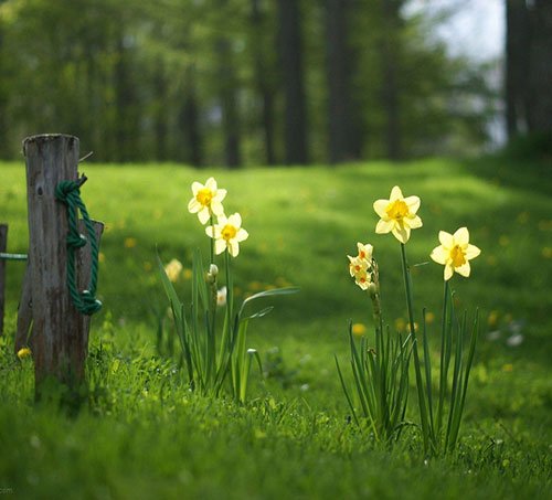  عکس گل نرگس برای پروفایل ایتا