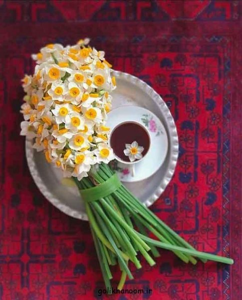  عکس گل نرگس برای پروفایل ایتا