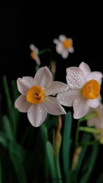  عکس دسته گل نرگس برای پروفایل