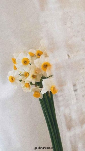  عکس دسته گل نرگس برای پروفایل