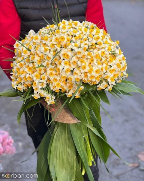  عکس دسته گل نرگس برای پروفایل