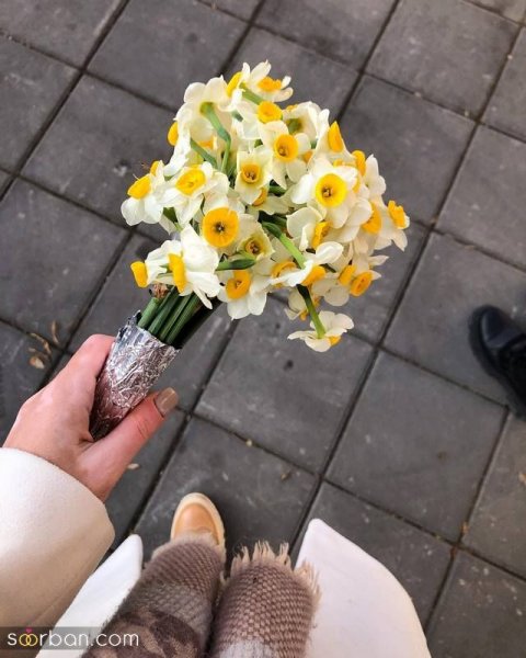  عکس دسته گل نرگس برای پروفایل