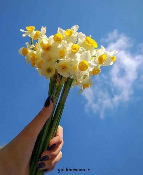  عکس دسته گل نرگس برای پروفایل
