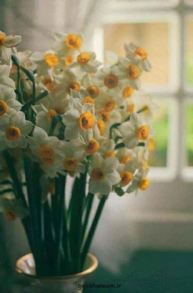  عکس دسته گل نرگس برای پروفایل