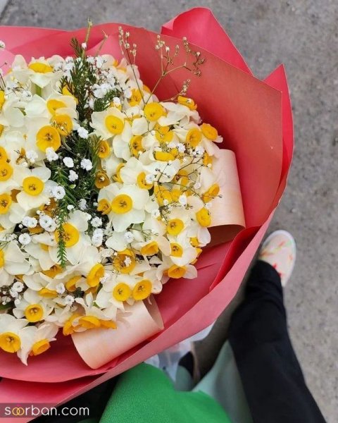  عکس دسته گل نرگس برای پروفایل