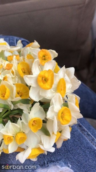  عکس دسته گل نرگس برای پروفایل