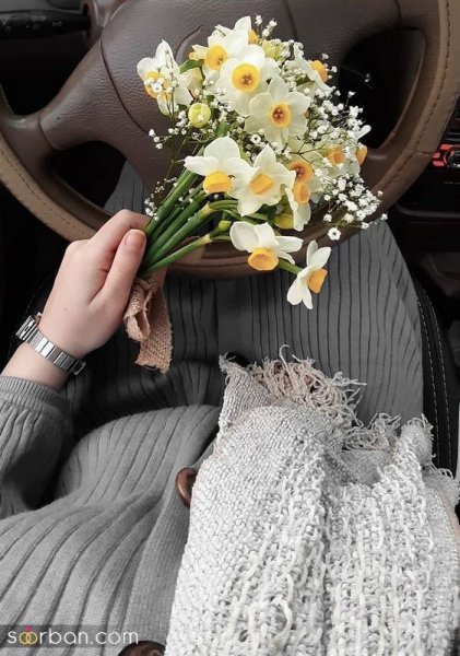  عکس دسته گل نرگس برای پروفایل
