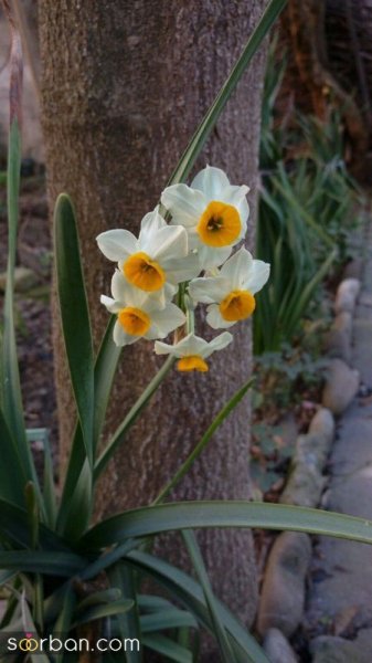  عکس دسته گل نرگس برای پروفایل