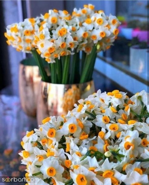  عکس دسته گل نرگس برای پروفایل