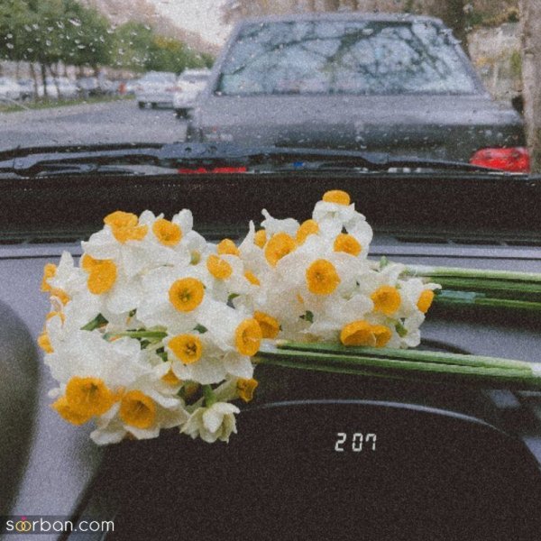 عکس دسته گل نرگس برای پروفایل
