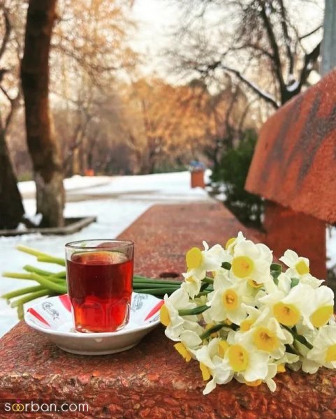  عکس دسته گل نرگس برای پروفایل