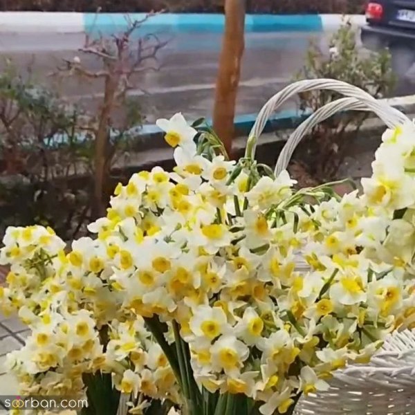  عکس دسته گل نرگس برای پروفایل