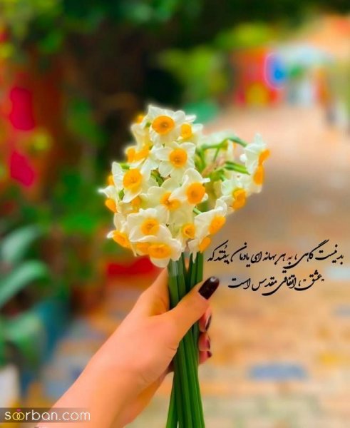  عکس دسته گل نرگس برای پروفایل