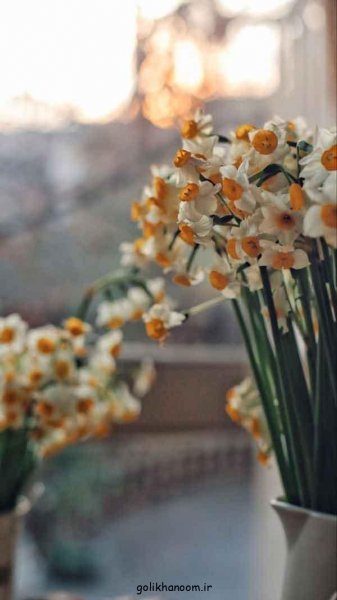  عکس دسته گل نرگس برای پروفایل