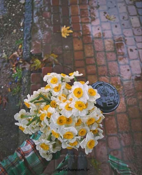  عکس دسته گل نرگس برای پروفایل