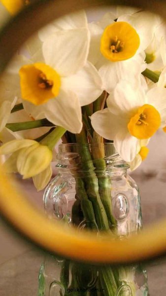  عکس دسته گل نرگس برای پروفایل