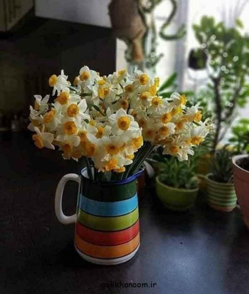  عکس دسته گل نرگس برای پروفایل