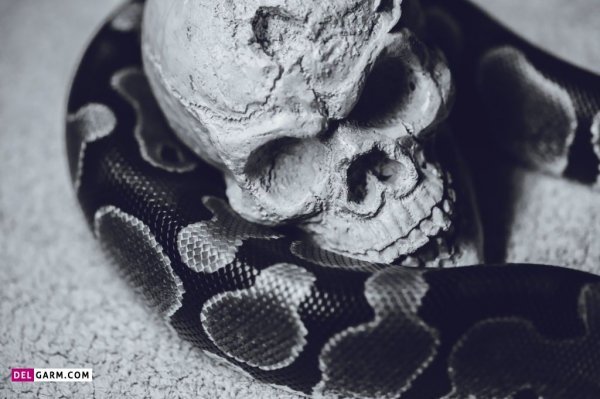  عکس اسکلت ترسناک برای پروفایل