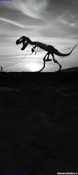  عکس اسکلت برای صفحه گوشی