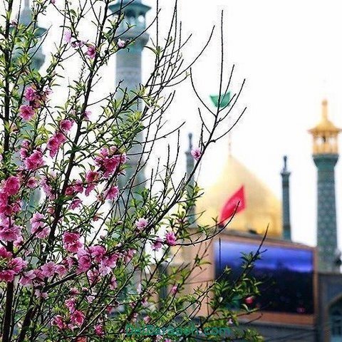  عکس ولادت حضرت معصومه برای وضعیت واتساپ