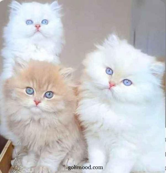  دانلود عکس گربه برای پروفایل