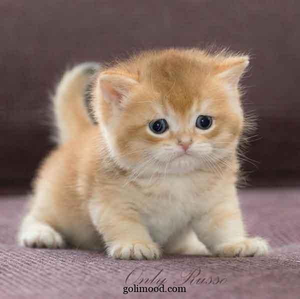  دانلود عکس گربه برای پروفایل