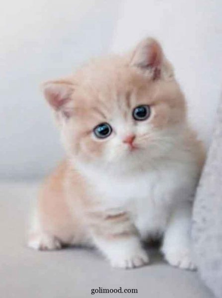  دانلود عکس گربه برای پروفایل